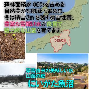 【BOX満タン】【鮮度保持のための保冷剤】[新...の詳細画像4