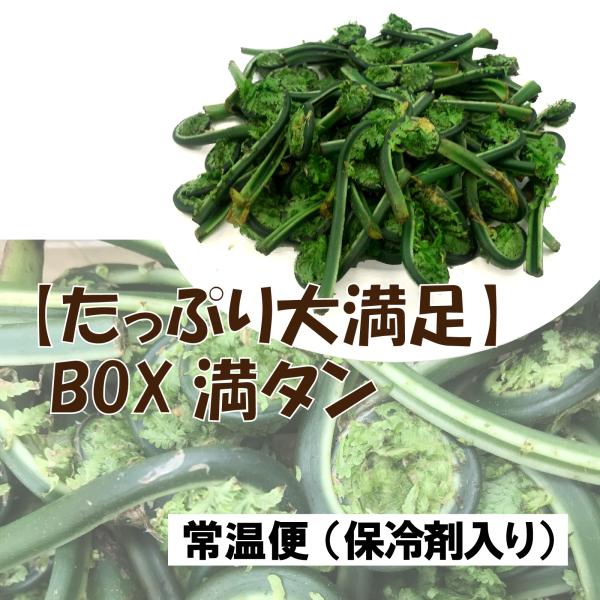 【BOX満タン】【鮮度保持のための保冷剤】［新潟うおぬま産］豪雪地帯 こごみ 400〜450g "シ...