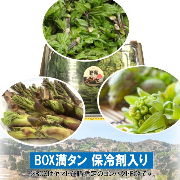 【BOX満タン】【保冷剤で鮮度保持】［新潟魚沼産］天然 山菜 新３種（こしあぶら・たらのめ・ふきのと...