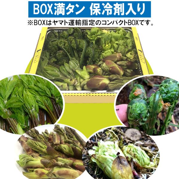 【BOX満タン】【保冷剤で鮮度保持】[新潟魚沼産] 山菜 ４種詰合 (こしあぶら、たらのめ、こごみ、...