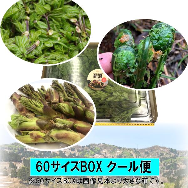 【クール便】[新潟魚沼産] 豪雪地帯 天然山菜 新々３種（こしあぶら・たらのめ・こごみ） 約450g...