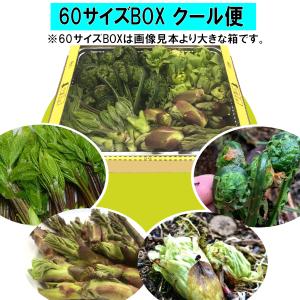 【早期予約に限り100円引】【クール便】[新潟魚沼産] 豪雪地帯 天然山菜４種「コシアブラ・たらのめ・こごみ・ふきのとう」/ 約500g