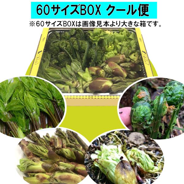【BOX満タン】【クール便】[新潟魚沼産] 豪雪地帯 天然山菜４種「コシアブラ・たらのめ・こごみ・ふ...
