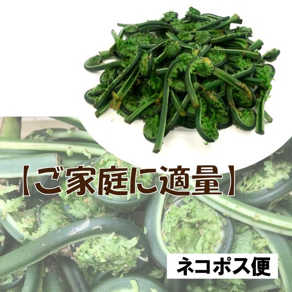 【早期予約に限り100円引き】【ご家庭にお手軽な量】豪雪地帯の 天然 こごみ 採りたて約200g 〜...