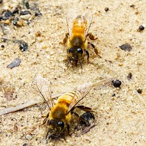MINOKAMO HONEY 百花蜜 瓶 20...の詳細画像5