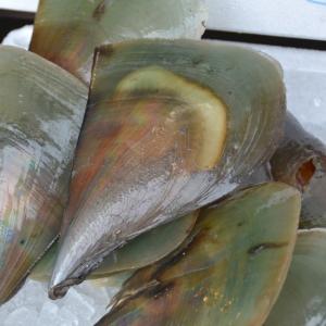 柳川名物 粕漬の詰め合わせ(海茸1袋+貝柱1袋...の詳細画像3