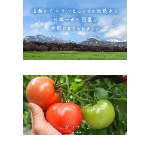 【秋作予約受付中 / 2026年11月〜12月...の詳細画像1