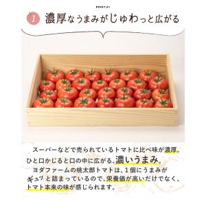 【秋作予約受付中 / 2026年11月〜12月...の詳細画像5