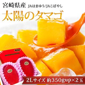 完熟マンゴー 太陽のタマゴ 宮崎県産 青秀 2Lサイズ 2玉