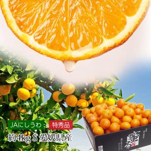 みかん 愛媛県産 蜜るみかん 蜜る 特秀品 約4kg Sサイズ 約48玉 小玉 小粒 JA西宇和協賛