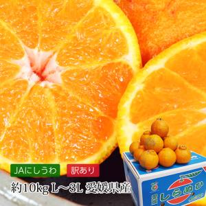 せとか 愛媛県産 5kg 赤秀 L〜3Lサイズ 指定日ok 日付指定OK 農協