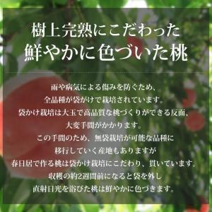 お中元 桃 春日居の桃 山梨県産 特秀品 約1...の詳細画像5