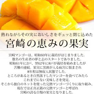 マンゴー 完熟宮崎マンゴー 宮崎県産 3Lサイ...の詳細画像2