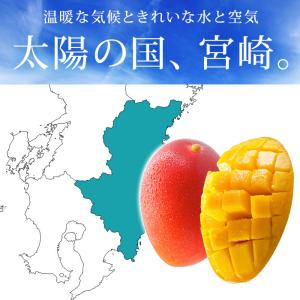 マンゴー 完熟宮崎マンゴー 宮崎県産 3Lサイ...の詳細画像3