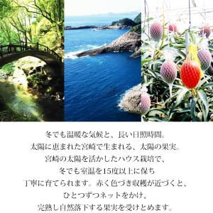 マンゴー 完熟宮崎マンゴー 宮崎県産 3Lサイ...の詳細画像4