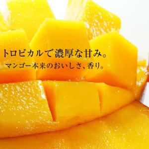 マンゴー 完熟宮崎マンゴー 宮崎県産 3Lサイ...の詳細画像5