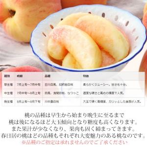 お中元 桃 春日居の桃 山梨県産 特秀品 約1...の詳細画像4