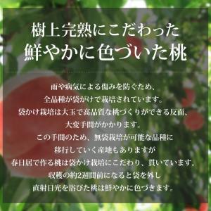 お中元 桃 春日居の桃 山梨県産 特秀品 約1...の詳細画像5