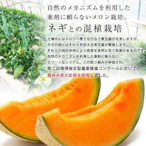 メロン らいでんメロン 北海道産 赤肉 秀品 ...の詳細画像4