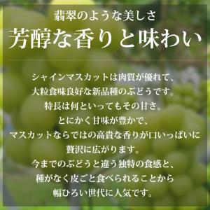 ぶどう シャインマスカット 巨峰 山梨県産 約...の詳細画像1