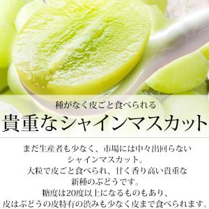 ぶどう シャインマスカット 巨峰 山梨県産 約...の詳細画像2