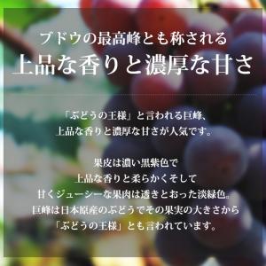 ぶどう シャインマスカット 巨峰 山梨県産 約...の詳細画像3