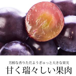 ぶどう シャインマスカット 巨峰 山梨県産 約...の詳細画像4