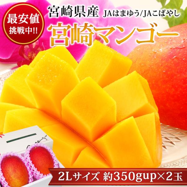 最安値挑戦中 マンゴー 完熟宮崎マンゴー 宮崎県産 2Lサイズ 2玉 爆買