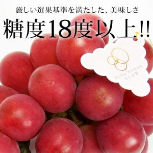 ぶどう ルビーロマン 石川県産 秀品 約700...の詳細画像1