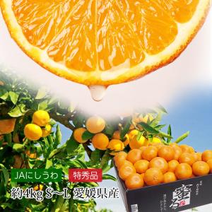 みかん 蜜るみかん 蜜る 愛媛県産 特秀品 約4kg S〜Lサイズ 30〜48玉 JA西宇和協賛 爆買