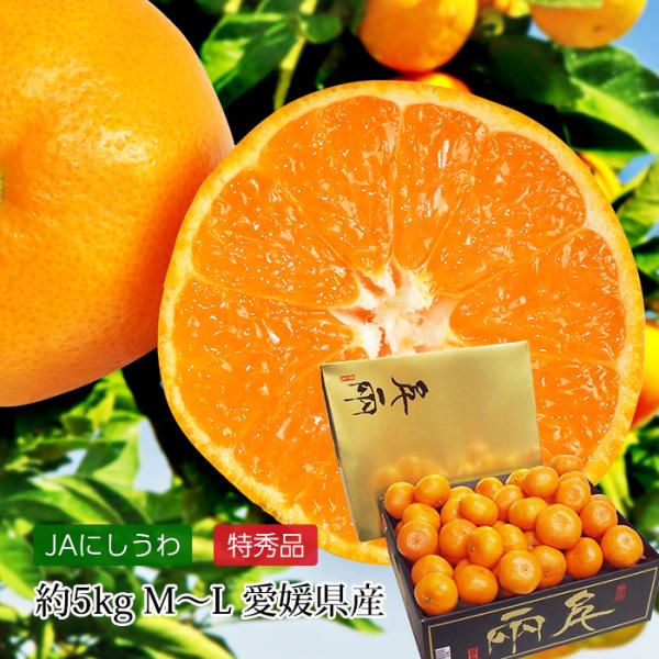 高級みかん ゴールド千両 愛媛県産 日の丸みかん 特秀品 約5kg M〜Lサイズ 40〜50個 JA...