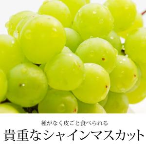 ぶどう シャインマスカット 山梨県産 秀品 約...の詳細画像2