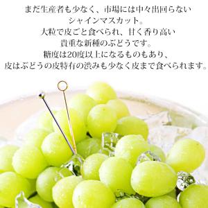 ぶどう シャインマスカット 山梨県産 秀品 約...の詳細画像3