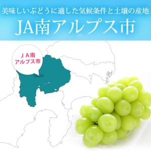 ぶどう シャインマスカット 山梨県産 秀品 約...の詳細画像4