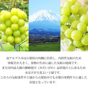 ぶどう シャインマスカット 山梨県産 秀品 約...の詳細画像5