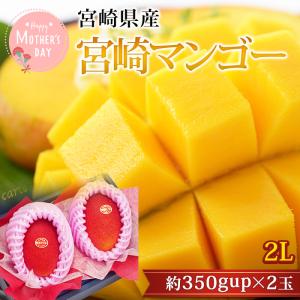 マンゴー 太陽のタマゴ 宮崎県産 青秀 4Lサイズ 2玉 爆買 : 産直
