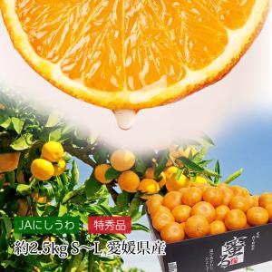 みかん 蜜るみかん 蜜る 愛媛県産 特秀品 約2.5kg S〜Lサイズ 20〜30玉 JA西宇和協賛