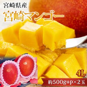 マンゴー 太陽のタマゴ 宮崎県産 青秀 4Lサイズ 2玉 爆買 : 産直