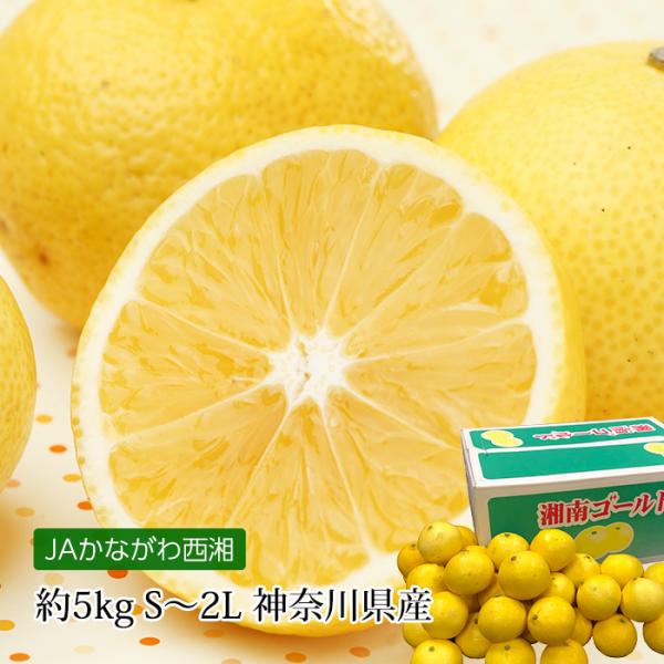 湘南ゴールド 神奈川県産 約5kg S〜2Lサイズ 60〜80玉 爆買