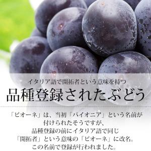 ぶどう ピオーネ 山梨県産 種なし 約1.1k...の詳細画像2
