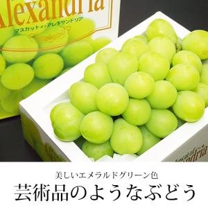 ぶどう マスカット・オブ・アレキサンドリア 岡...の詳細画像2
