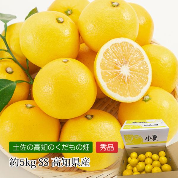 みかん 高知県産 小夏 秀品 約5kg SSサイズ 約52玉