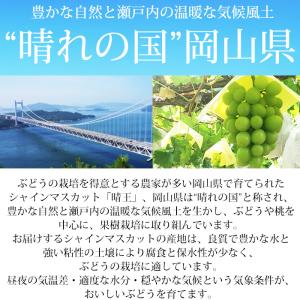 ぶどう シャインマスカット 晴王 岡山県産 青...の詳細画像5