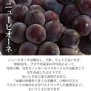ぶどう シャインマスカット 晴王 ニューピオー...の詳細画像4
