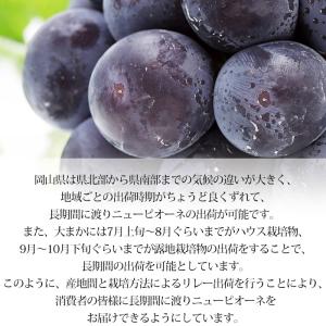 ぶどう シャインマスカット 晴王 ニューピオー...の詳細画像5