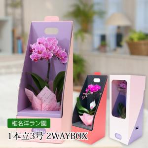 胡蝶蘭 マイクロ胡蝶蘭 3本立 4号 3色MIX寄せ 爆買 : 産直プレミアム