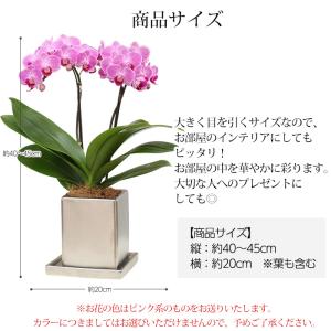 胡蝶蘭 ミディ胡蝶蘭 2本立 4号 クローム鉢 爆買の詳細画像5