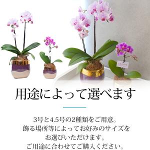 胡蝶蘭 テーブル胡蝶蘭 1本立 3号 シャルネ...の詳細画像5