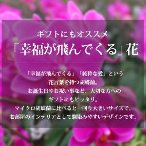 胡蝶蘭 テーブル胡蝶蘭 1本立 3号 シャルネ...の詳細画像1