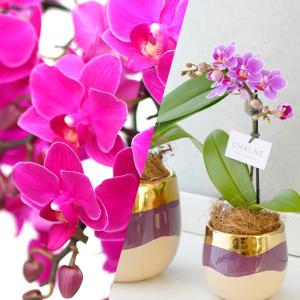 胡蝶蘭 テーブル胡蝶蘭 1本立 3号 シャルネ...の詳細画像4